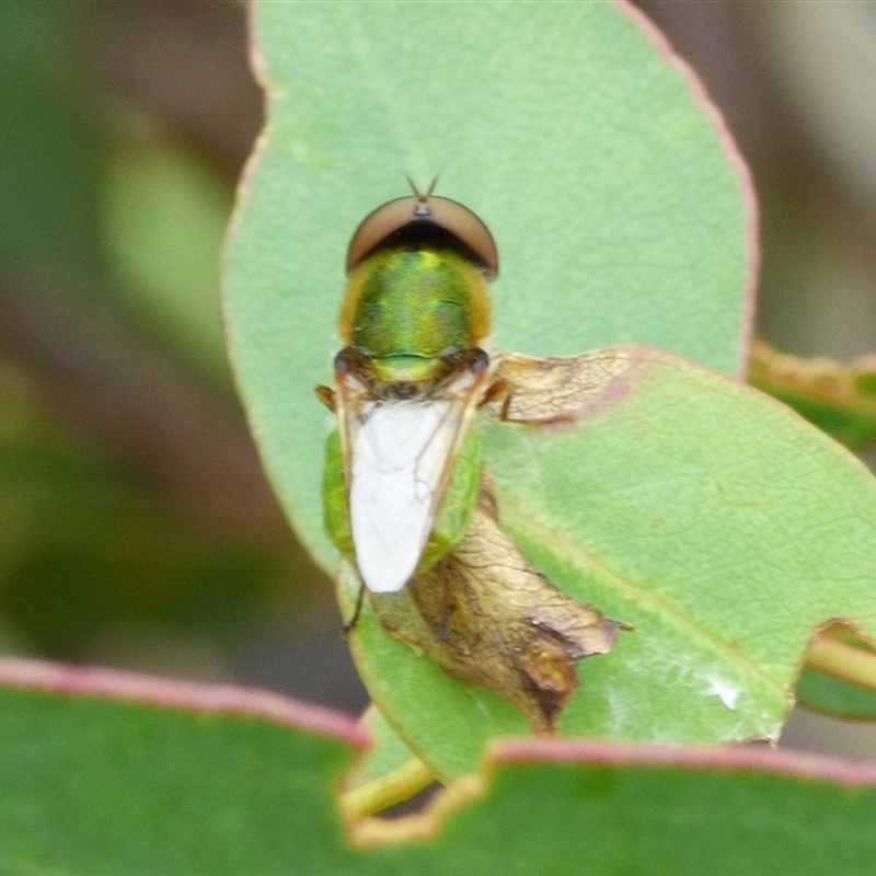 Odontomyia sp. (genus)