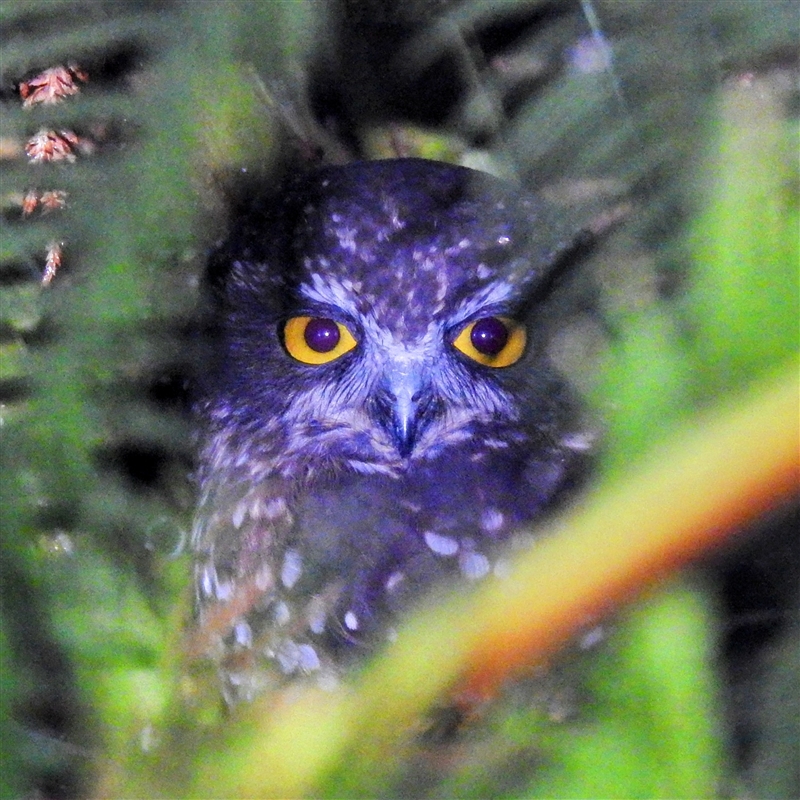 Ninox leucopsis