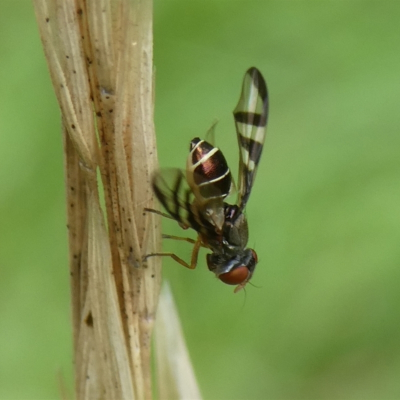 Lenophila sp. (genus)