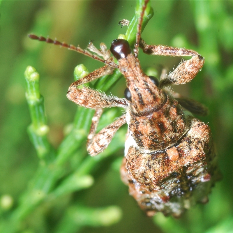 Cyrotyphus blandus