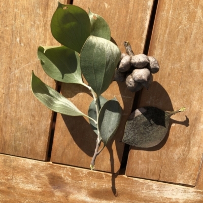 Hakea elliptica