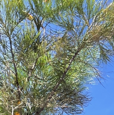 Grevillea pteridifolia