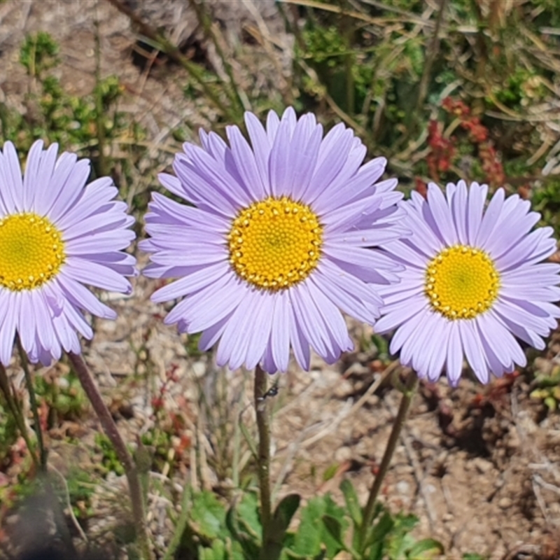 Brachyscome spathulata