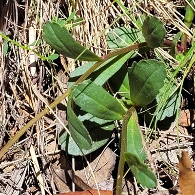 Brachyscome spathulata