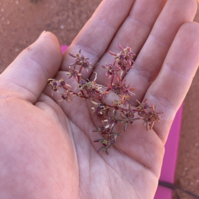 Trianthema triquetrum