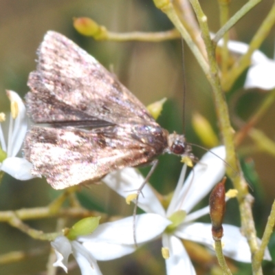 Heliothela (genus)