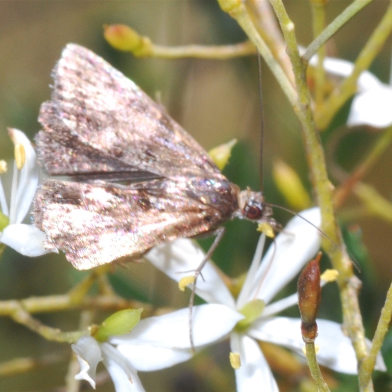 Heliothela (genus)