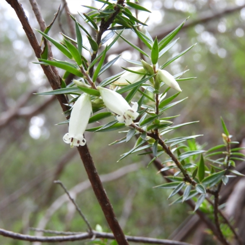 Styphelia sieberi