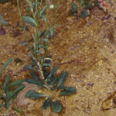 Brachyscome tenuiscapa var. pubescens