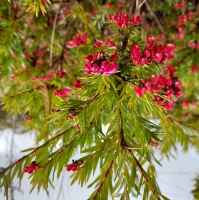 Grevillea baueri x rosmarinifolia (Hybrid)