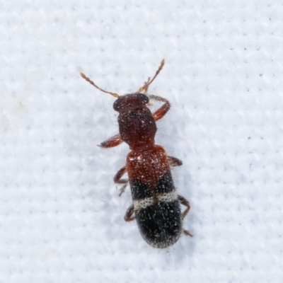 Tarsostenodes hilaris