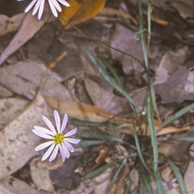 Brachyscome triloba