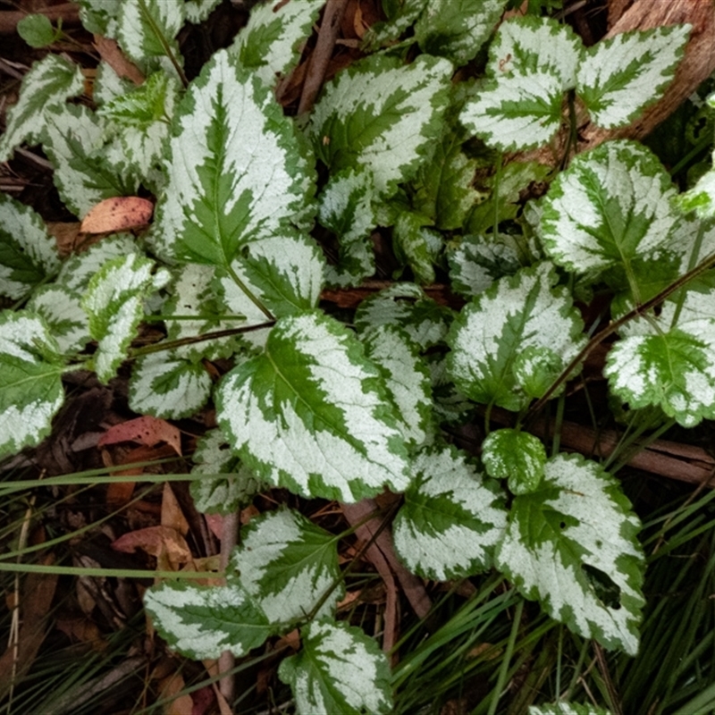 Lamium argentatum