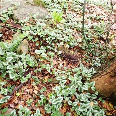 Lamium argentatum