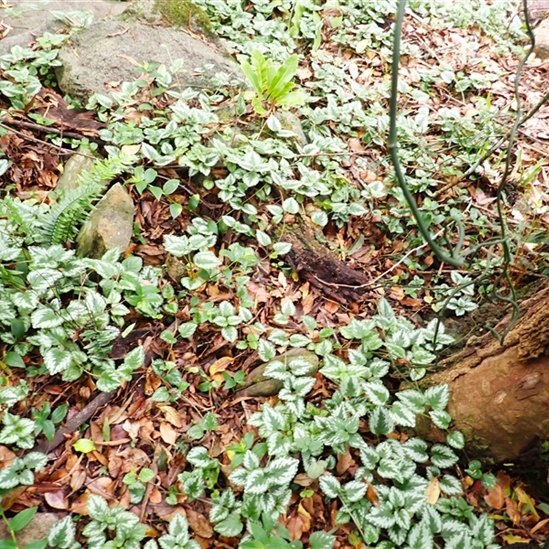 Lamium argentatum