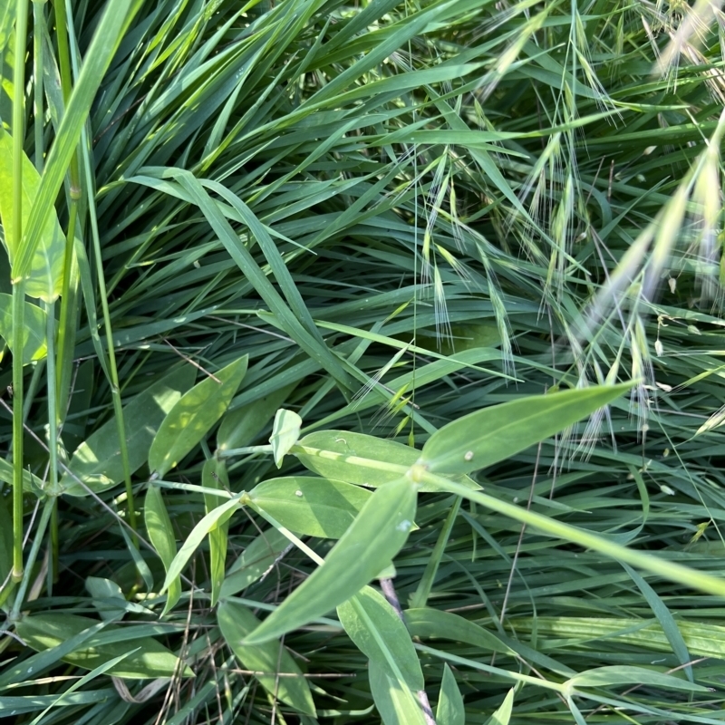 Silene vulgaris