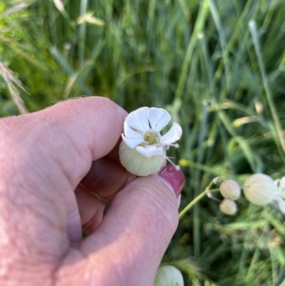 Silene vulgaris