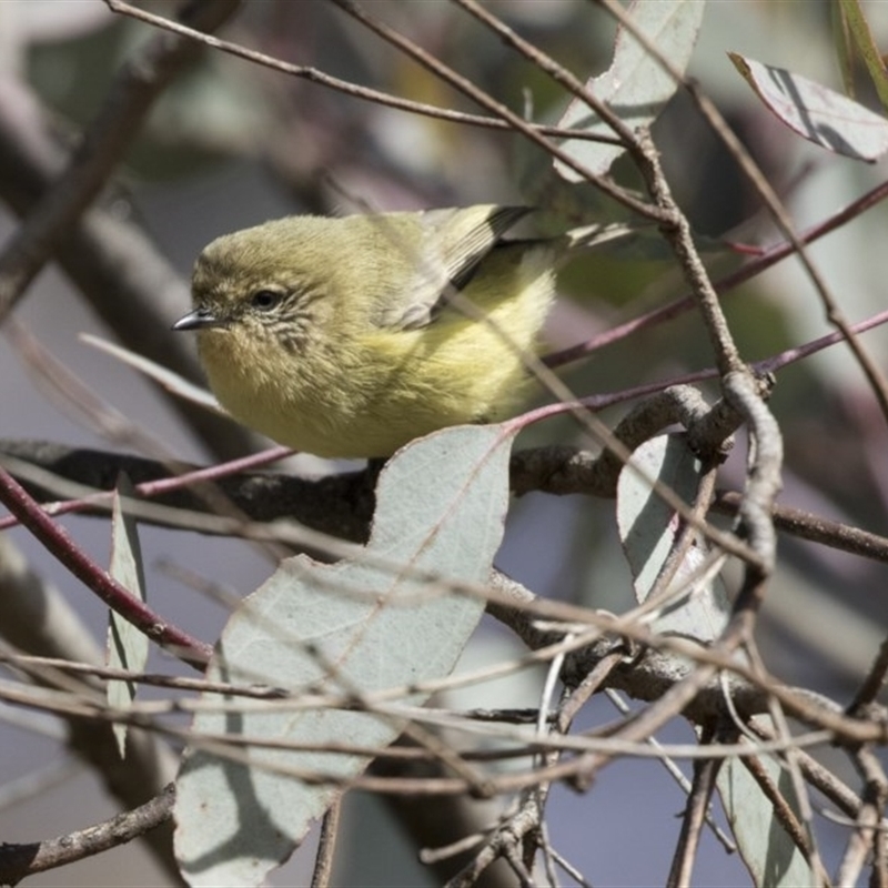 Acanthiza nana