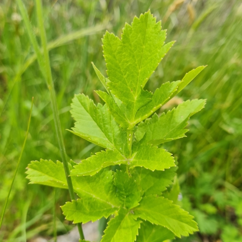 Pastinaca sativa