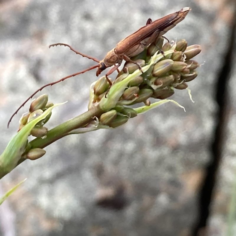 Uracanthus sp. (genus)