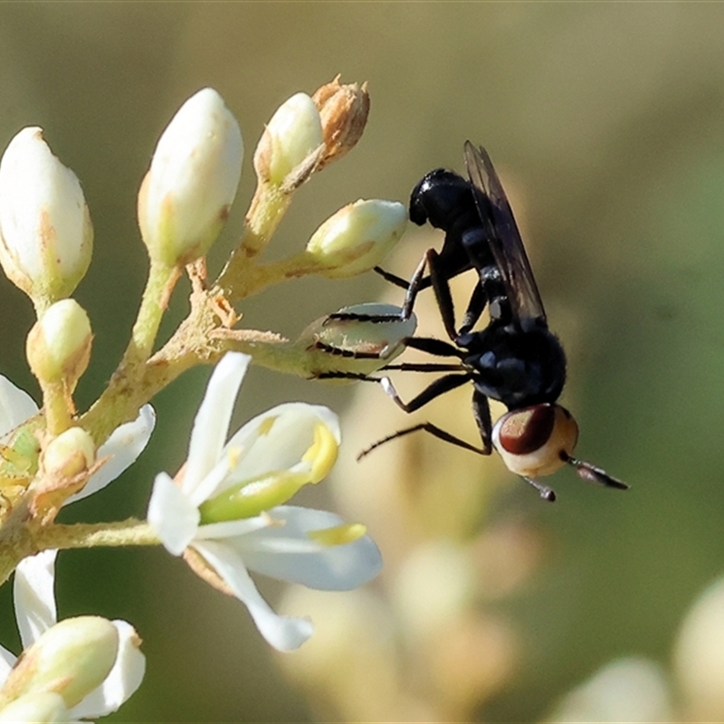 Australoconops sp. (genus)