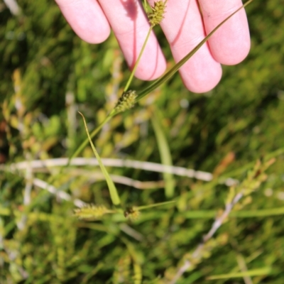 Carex blakei