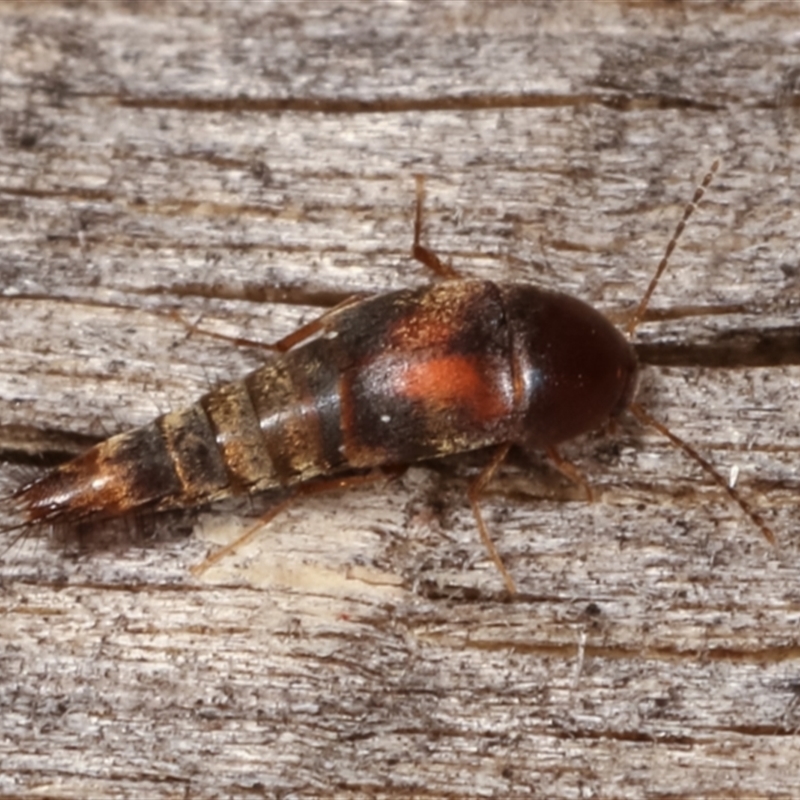 Sepedophilus sp. (genus)