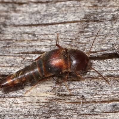 Sepedophilus sp. (genus)