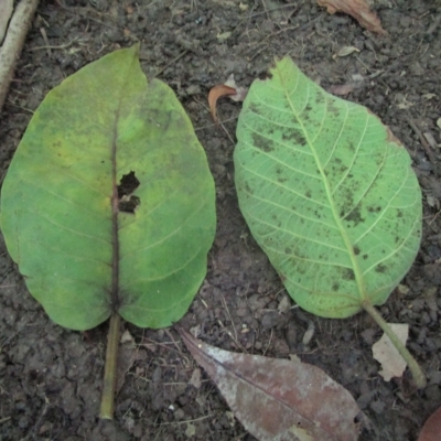 Leaves upperside (left) and underside (right)