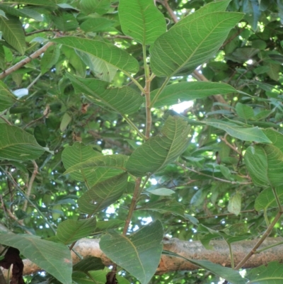 Ficus albipila
