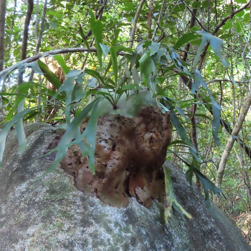 Platycerium hillii