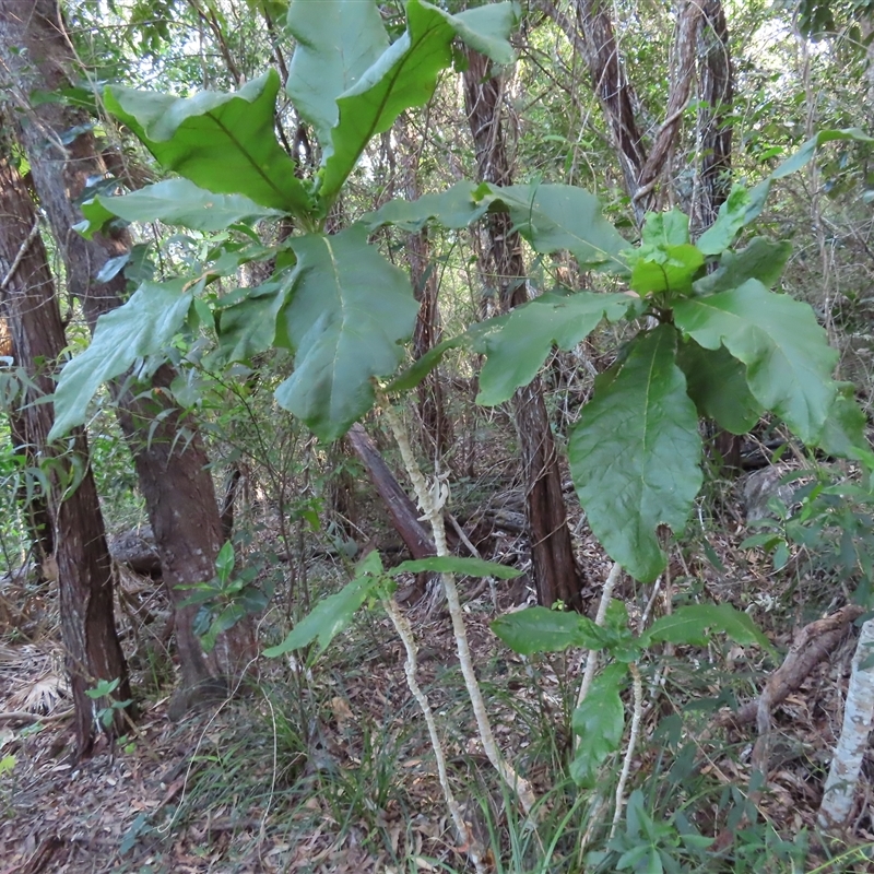 Deplanchea tetraphylla