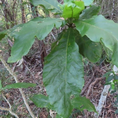 Deplanchea tetraphylla