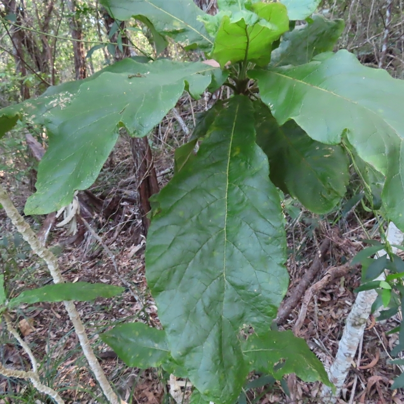 Deplanchea tetraphylla