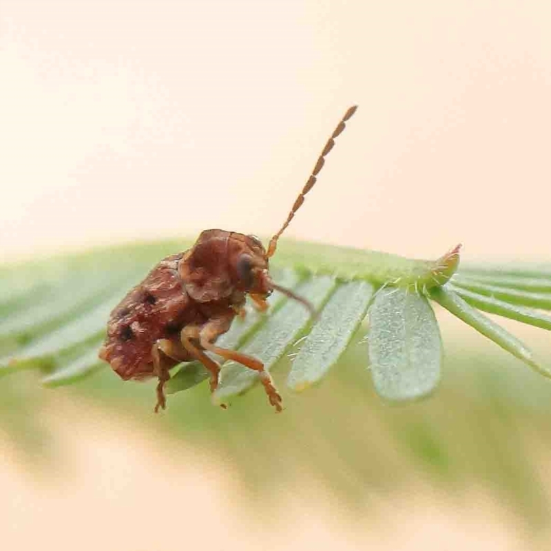 Cadmus (Brachycaulus) sp. (subgenus)