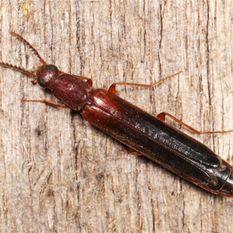 Lymexylidae sp. (family)