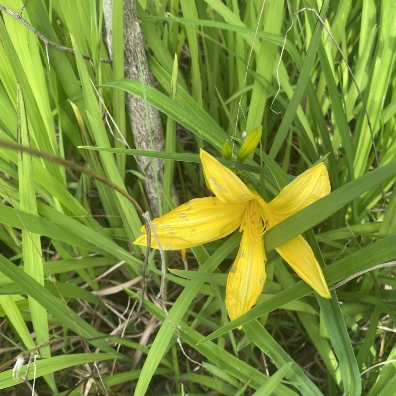 Hemerocallis sp.