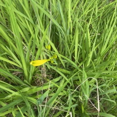 Hemerocallis sp.