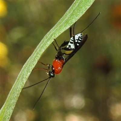 Braconidae (family)