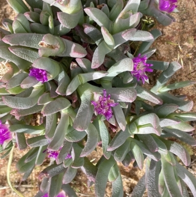 Carpobrotus modestus