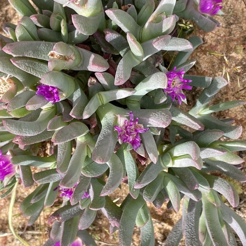 Carpobrotus modestus