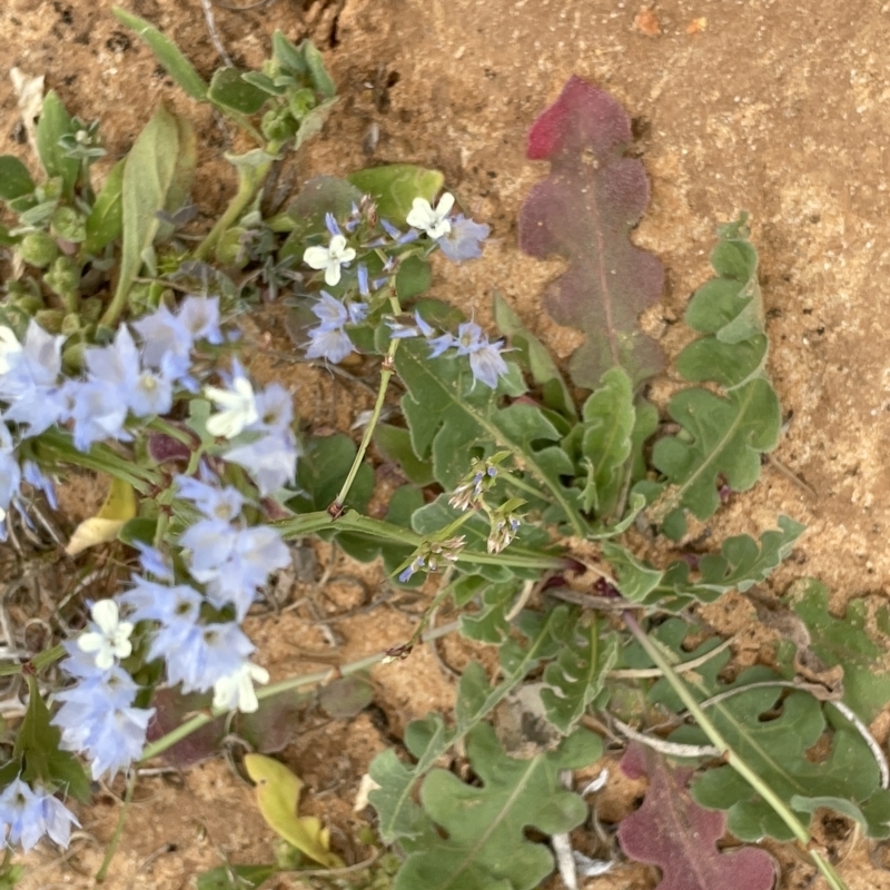 Limonium lobatum