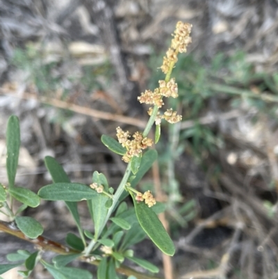 Chenopodium nitrariaceum