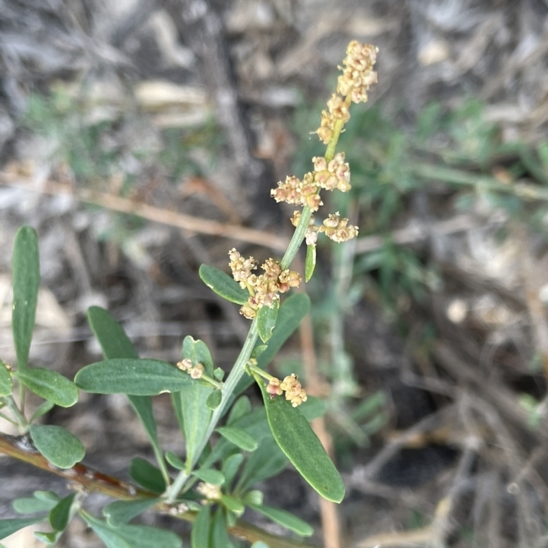 Chenopodium nitrariaceum