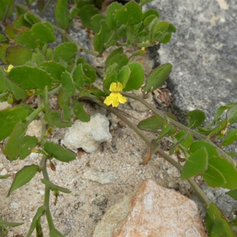 Goodenia varia