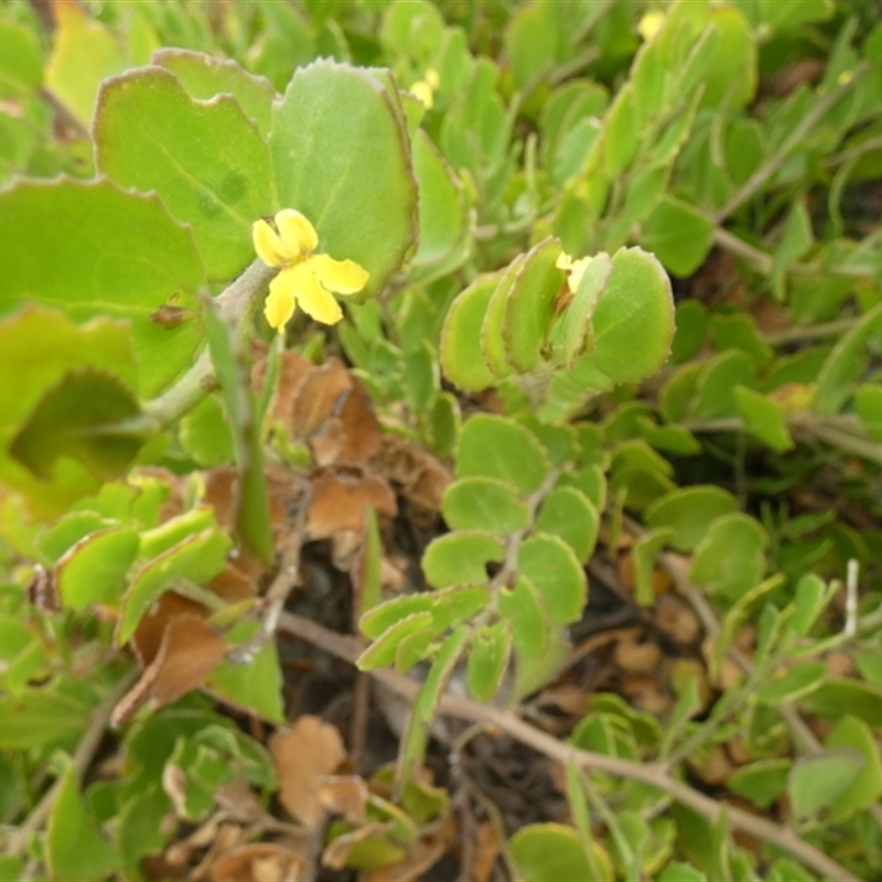 Goodenia varia