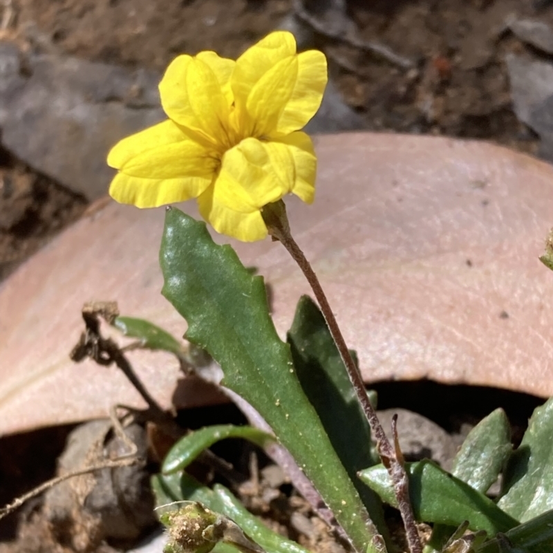 Goodenia geniculata