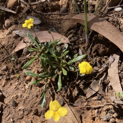 Goodenia geniculata