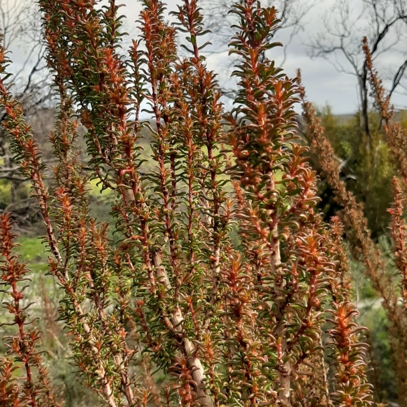 Gyrostemon australasicus