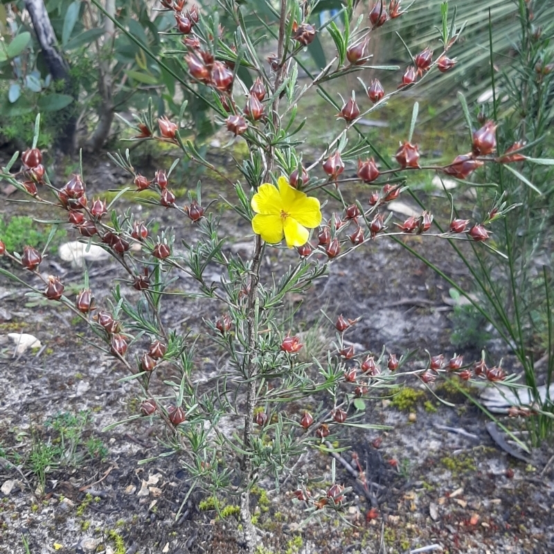 Hibbertia virgata